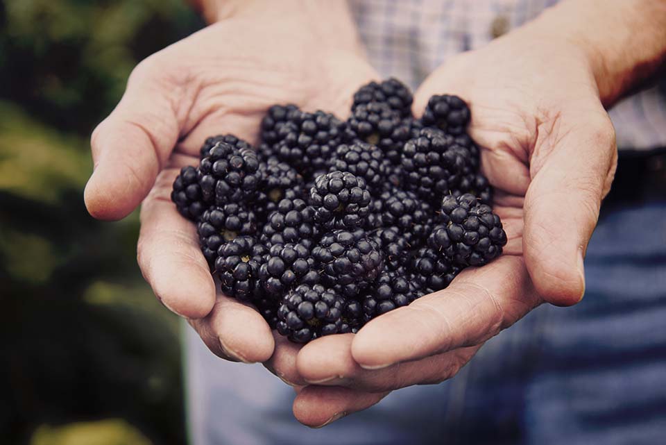 Close Up Of Man Holding Freshly Picked Blackberries