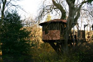 Rustic Den - Blue Forest