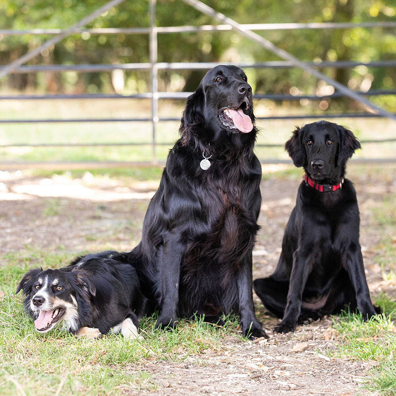 Moss, Perry and Perdy - Office Dogs